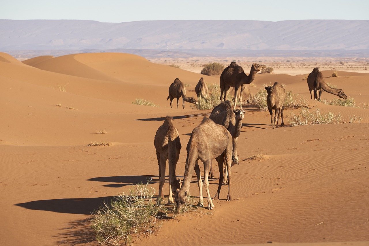 The Secrets of the Lost Civilizations of the Sahara